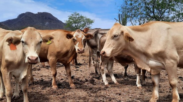 Ganaderos son amenazados por el crimen organizado; cobran hasta el 30% de cuota por cabeza