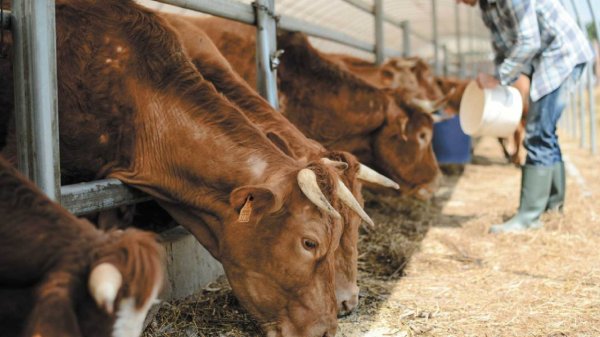 Se confirma el primer caso de gusano barrenador del ganado en Jalisco