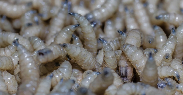 Jalisco mantiene hatos ganaderos libres de gusano barrenador; caso detectado era de Campeche: ASICA