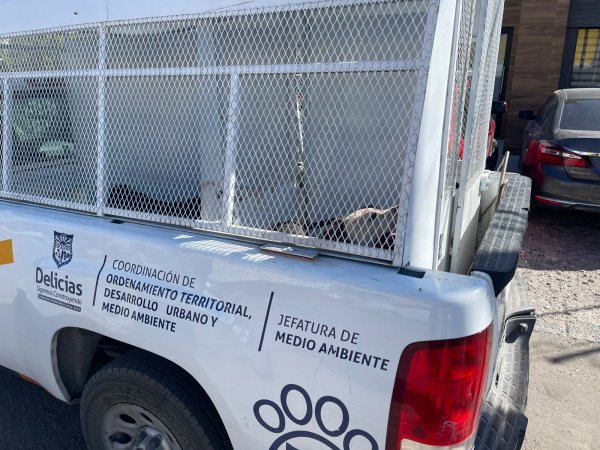 Captura Medioambiente de Delicias a perro agresivo y llama a la responsabilidad de los dueños