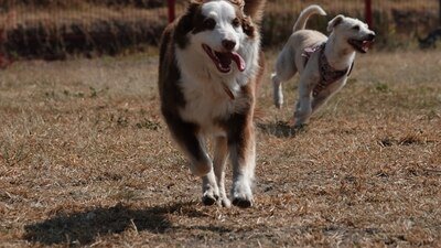 Proponen reformas al Código Civil Federal para establecer que los animales domésticos son inalienables y no estarán sujetos a embargo
