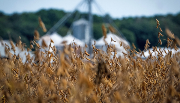 Rusia envía 58,000 toneladas de trigo a México