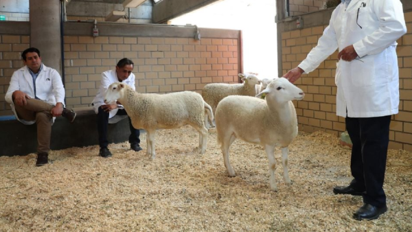 México presenta su primer borrego clonado: el inicio de la zoogenética del futuro