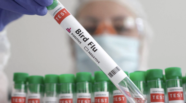 Autoridades sanitarias de EU confirman primera muerte por gripe aviar H5N5