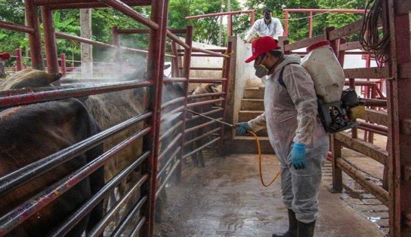 México sigue sin fecha para reabrir la frontera ganadera con EU