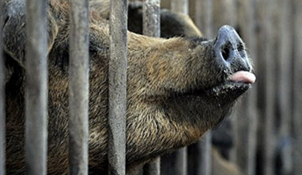 México suspende importaciones de productos porcinos de España ante el brote de peste porcina