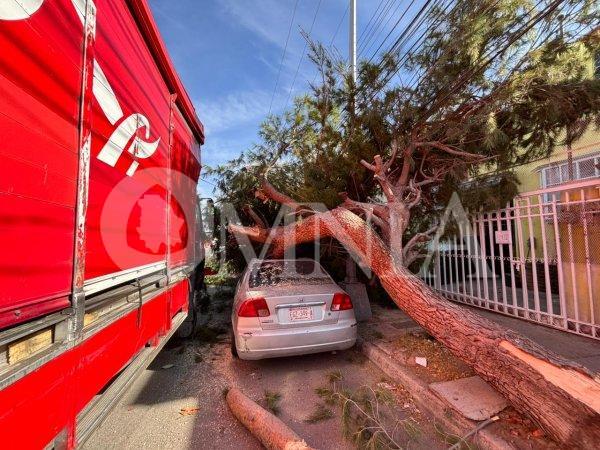 Camión de Coca-Cola derriba un árbol y éste cae sobre un vehículo en la colonia Mármol III