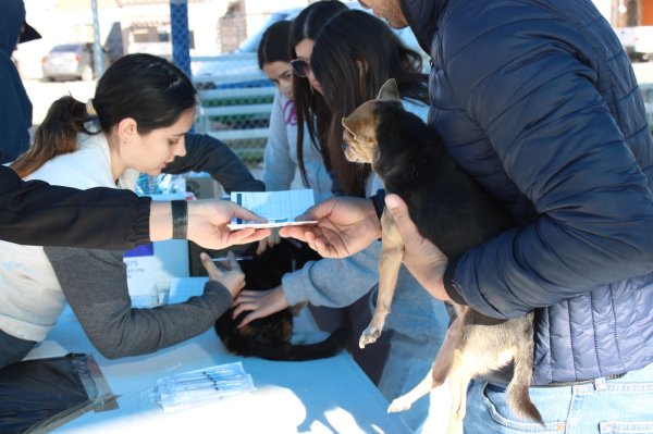 Brinda Municipio servicios gratuitos para animales de compañía en Minerales