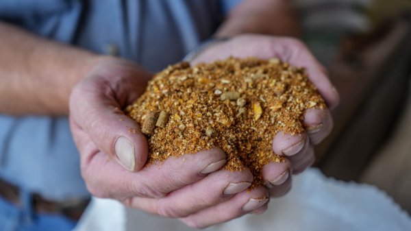 Publica SDR convocatoria para apoyo de concentrado lechero a productores