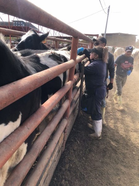 Confirman dos casos de tuberculosis bovina en Chihuahua; no afectan estatus sanitario