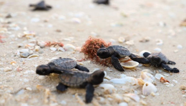 Temporada de anidación de tortugas en Yucatán coincide con Semana Santa; autoridades piden no invadir playas con vehículos