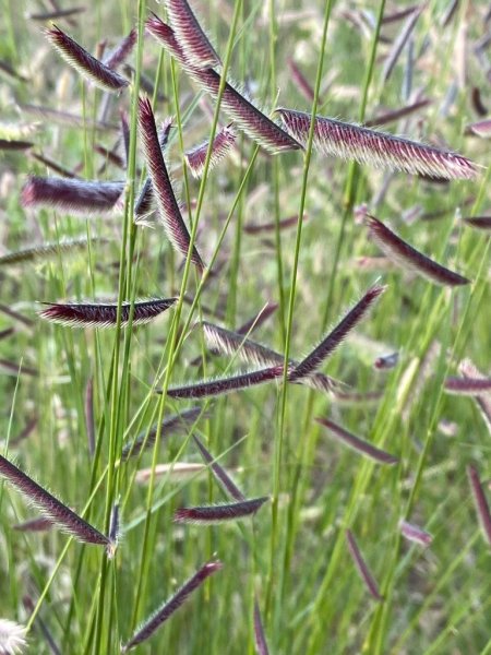 Abre SDR apoyo para adquisición de semilla de pradera en Chihuahua