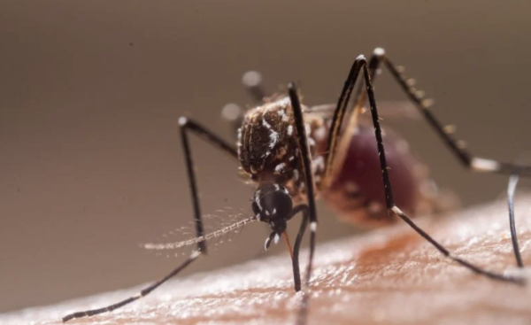 Investigadores en México crean una herramienta basada en IA para prevenir brotes de dengue