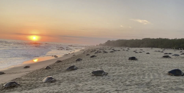 Sujetos son captados cuando avientan tortugas y roban sus huevos en playa de Oaxaca; Profepa responde en un tuit que ya investiga