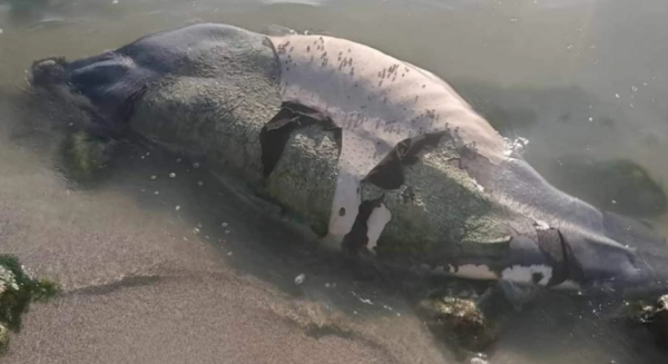 Muere manatí en Chetumal; investigan posible impacto de embarcación