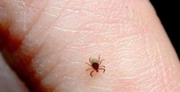 Suman siete muertes en Ciudad Juárez en 2026 por rickettsiosis, enfermedad transmitida por la garrapata