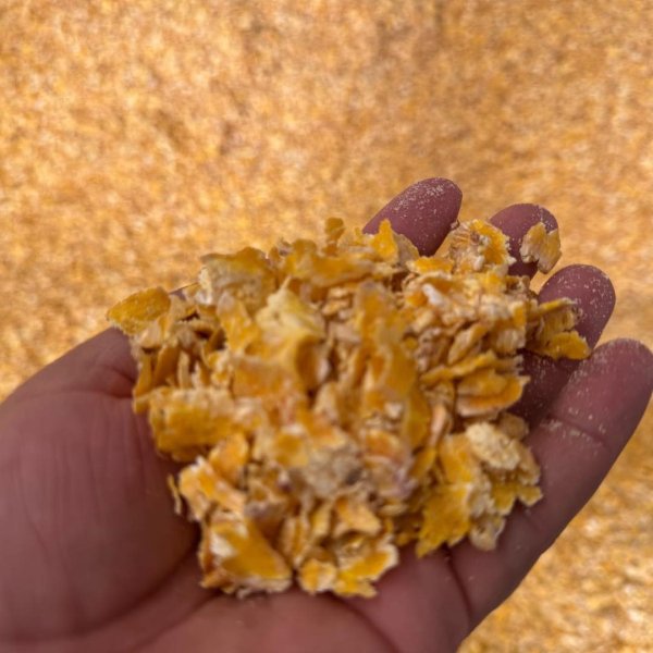 Abre SDR convocatoria de apoyo de maíz para productores pecuarios en Chihuahua