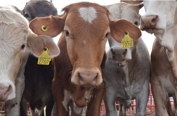 Excluyen a NL y Tamaulipas en reapertura de ganado; Coahuila si está contemplado por EU