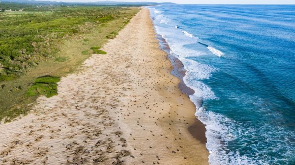 Conanp denuncia saqueo de nidos de tortuga en Playa Escobilla ante FGR y Profepa