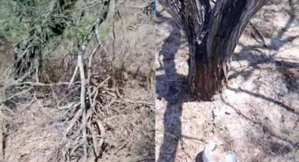 Colectivos de buscadoras hallan presunto cementerio clandestino en Reynosa; se desconoce el número de restos