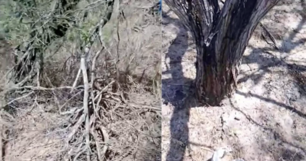 Colectivos de buscadoras hallan presunto cementerio clandestino en Reynosa; se desconoce el número de restos