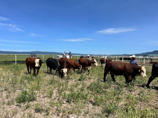 Disponible apoyo para mejoramiento genético bovino con inseminación artificial en Chihuahua