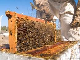 Apoya el programa “Cuenta Conmigo en el Campo” apicultores con núcleos y abejas reina