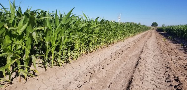 Agricultores de riego ya pueden tramitar el apoyo de fertilizante para sus siembras