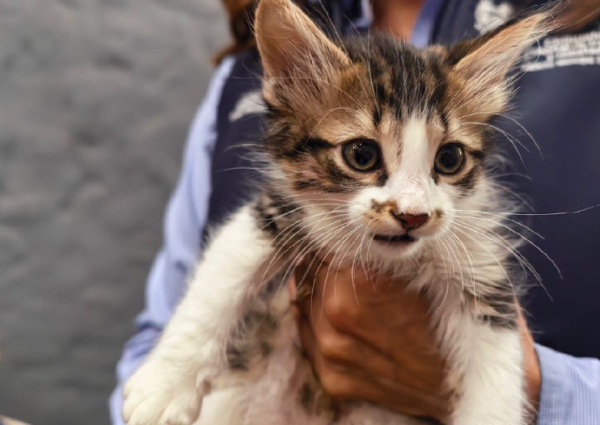Conoce a Yeti y Nairobi: dos gatitos en adopción en la Coordinación de Protección Animal