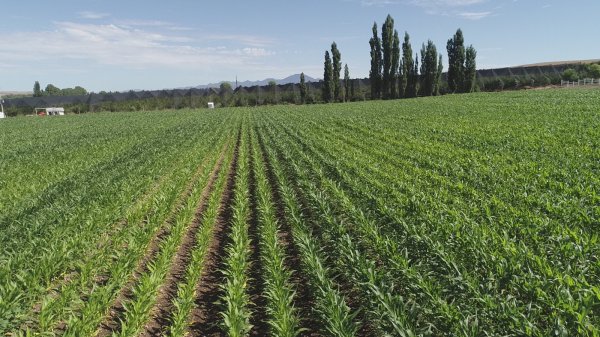 Abren convocatoria para acceder a apoyo para fertilizantes solubles y foliares del programa Cuenta Conmigo en el Campo