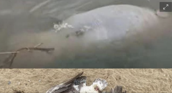 Hallan manatí y pelicano muertos en río Coatzacoalcos en Veracruz