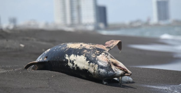 Derrame en el Golfo de México afecta áreas naturales protegidas y deja dos delfines muertos en Veracruz, denuncian ONG