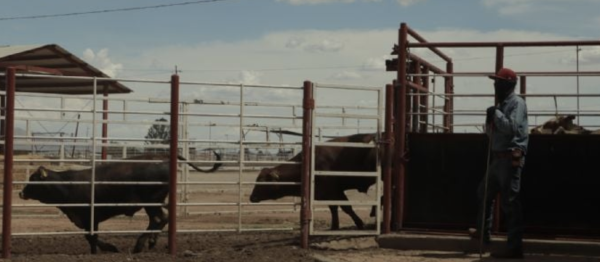 Reportan primer caso de gusano barrenador en Zacatecas