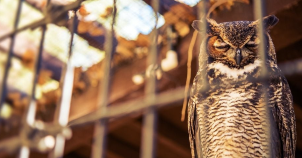 Mercado negro en redes sociales: asociaciones denuncian tráfico de fauna silvestre en México