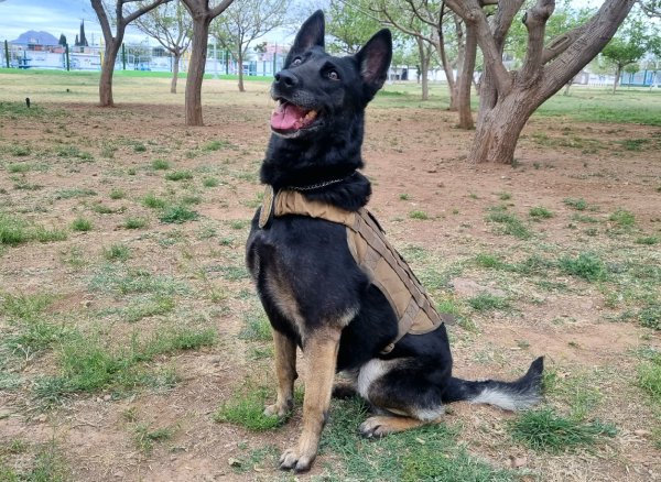 Cinco canes de la Policía Municipal concluyen su servicio a la ciudadanía y comienzan una nueva etapa junto a sus familias