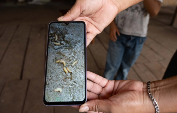 Instalan más de 574 mil trampas contra gusano barrenador y capturan 11.6 millones de moscas