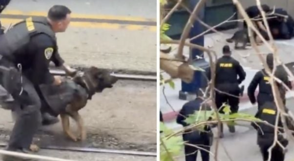 Perro policía neutralizó a delincuente en San Diego (Video)