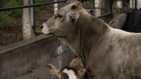 Murió un adulto de 88 años por miasis asociada a gusano barrenador en Oaxaca