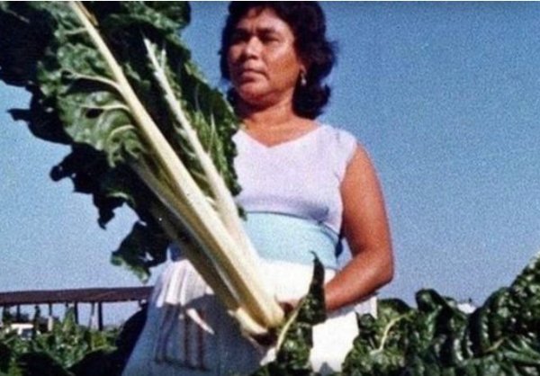 Los vegetales gigantes del Valle de Santiago, un misterio real de Guanajuato