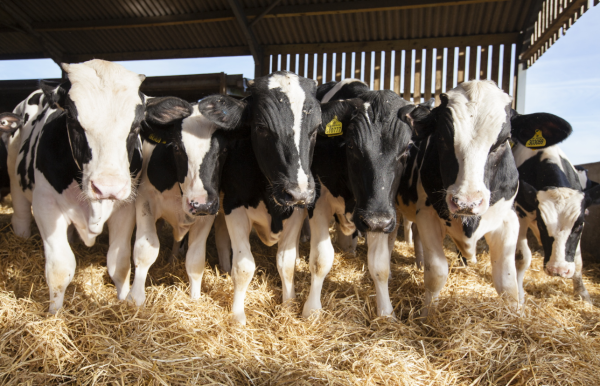 Anuncian apertura gradual de frontera para la exportación de ganado