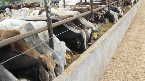 Ante promesa incumplida del gobierno de Sheinbaum, ganaderos apuestan por engorda bovina