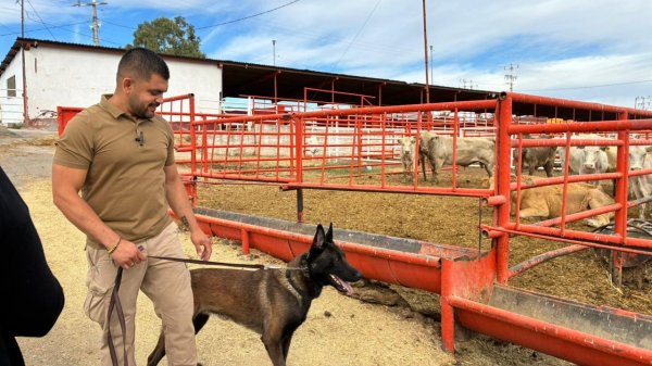 Se suman binomios caninos al blindaje contra el GBG en Chihuahua