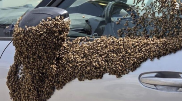 (Video) Miles de abejas 