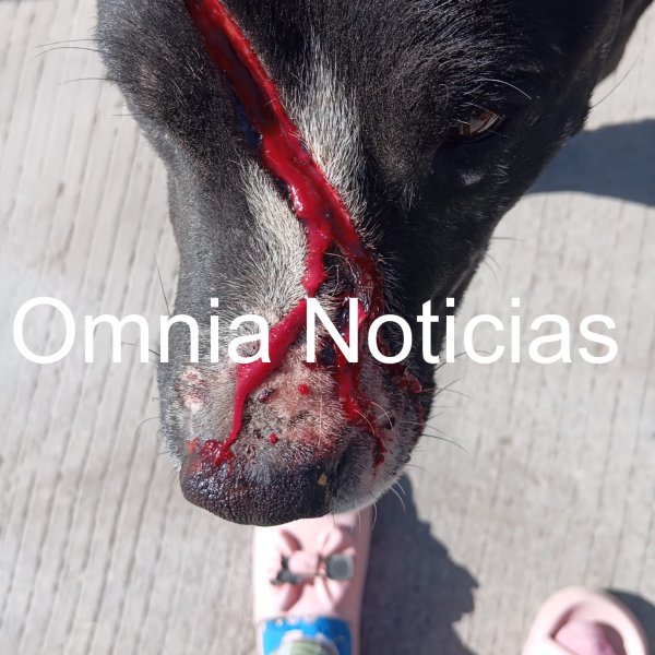 Denuncian vecinos falta de atención policial ante sujeto armado con machete; agredió a perros