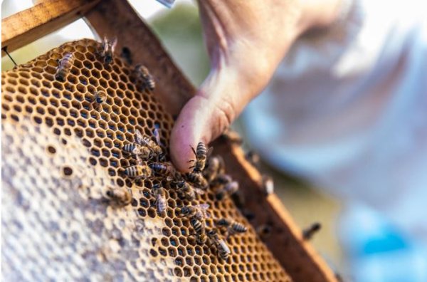 Lanzan convocatoria para acceder a apoyo de azúcar para alimentación de abejas en Chihuahua