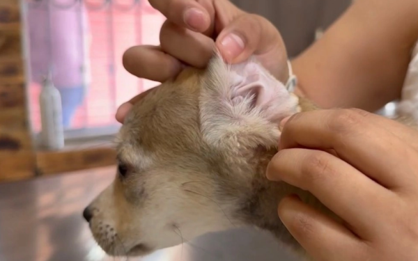 Nuevo León aplica protocolo contra gusano barrenador en mascotas; detecta tres casos en perros