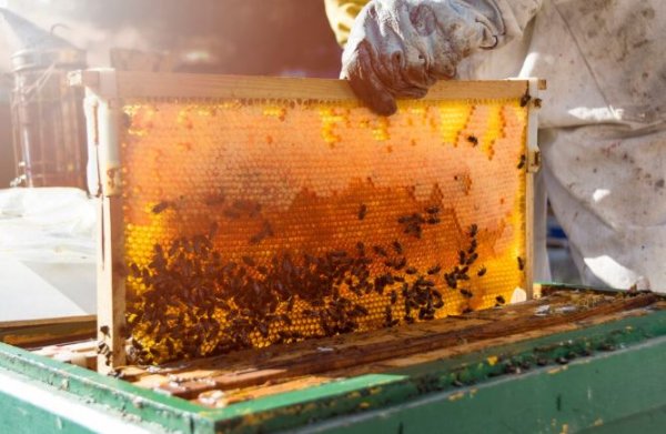 Lanzan convocatoria para acceder a apoyo de azúcar para alimentación de abejas en Chihuahua