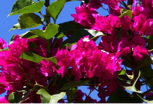 Bugambilia en México: la flor sudamericana que trajo Maximiliano