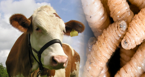 Alertan en Texas por vaca positiva a gusano barrenador a 600 millas de la frontera