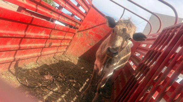 Asegura Unidad de Robo de Ganado vaca robada en rastro de Carichí